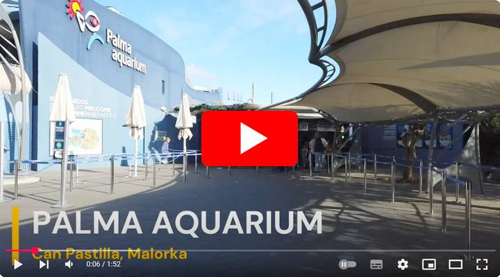 Video z Palma akvária na Malorke